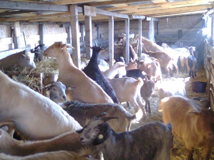 Picture 607 - deratizare in adapost decembrie 2013