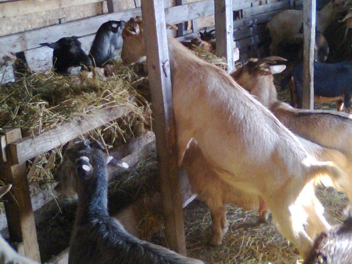 Picture 610 - deratizare in adapost decembrie 2013