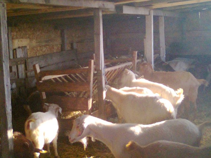 Picture 613 - deratizare in adapost decembrie 2013