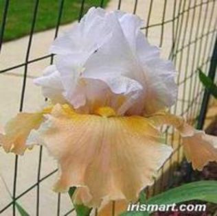champagne elegance - Irisi doriti