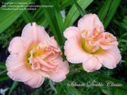 image - Hemerocallis