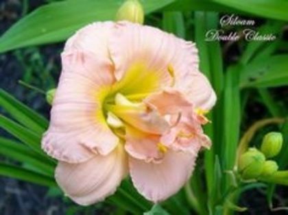 image - Hemerocallis