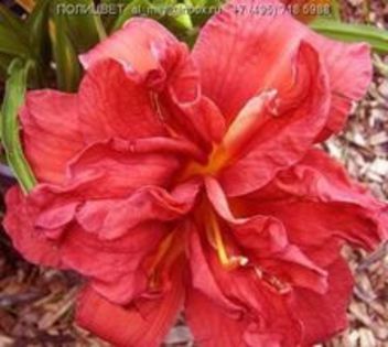 image - Hemerocallis