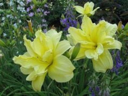 image - Hemerocallis