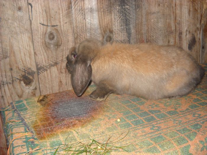 o femela de doua luni