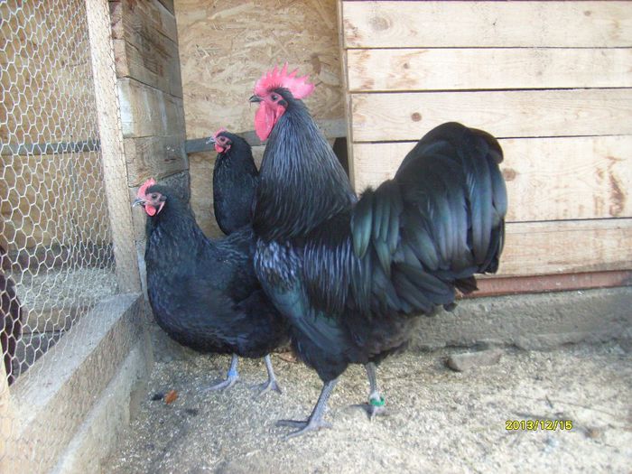 Australorp Negru