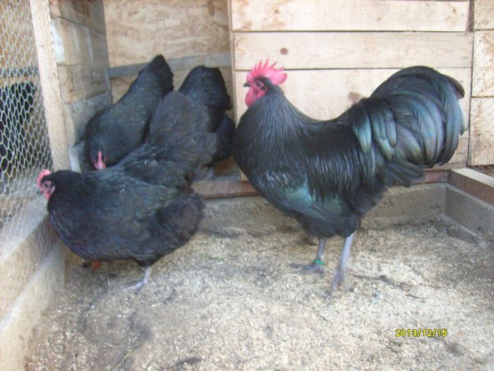 Australorp Negru