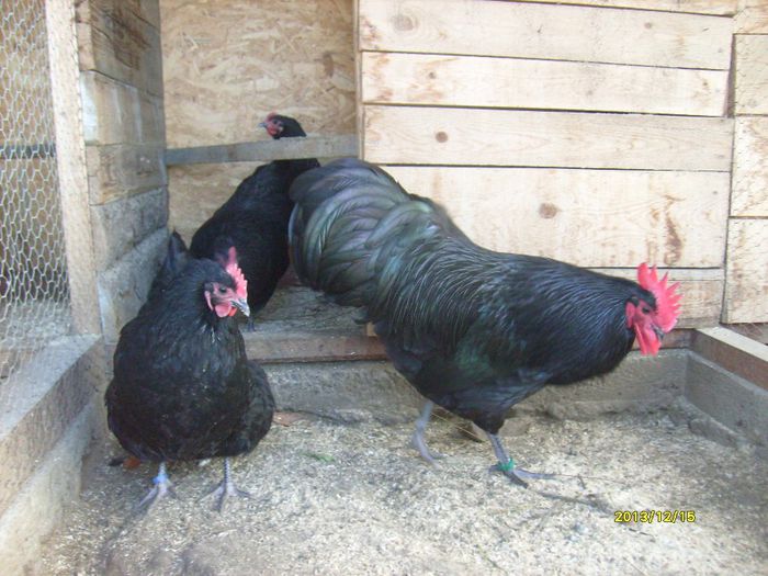 Australorp Negru - AUSTRALORP