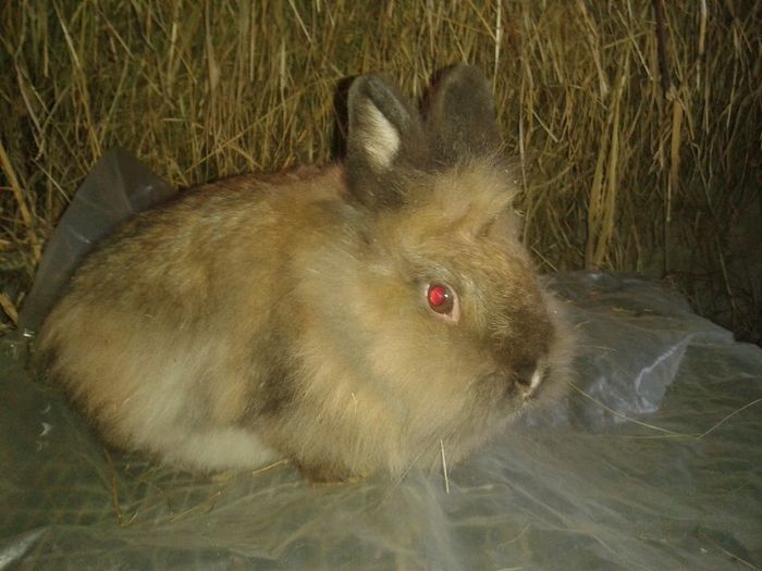 Cap de leu femela; vrsta 8 luni .
pret 50 ron
