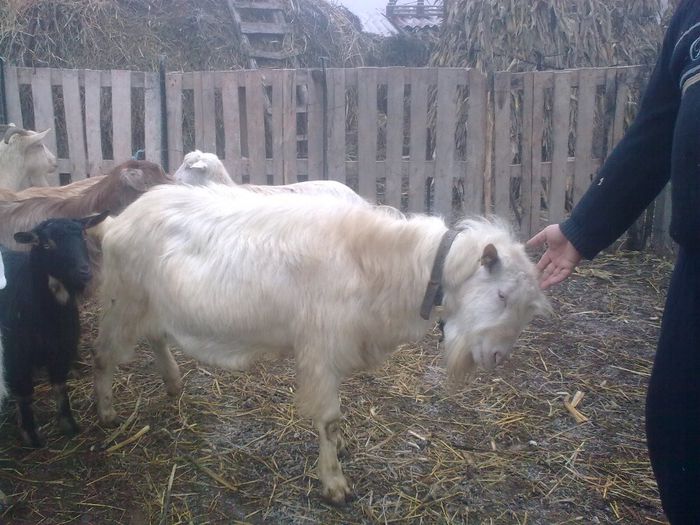 berti tap rasa sannen pura; acte in regula pedigri
