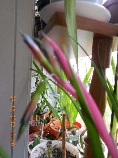 DSCN4400 - Billbergia Nutans