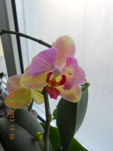 DSCN4398