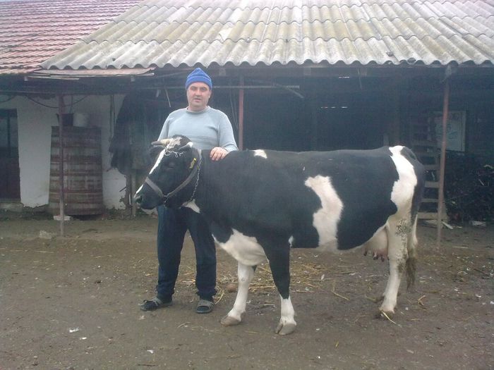 vaca; vaca balta romaneasca neagra
