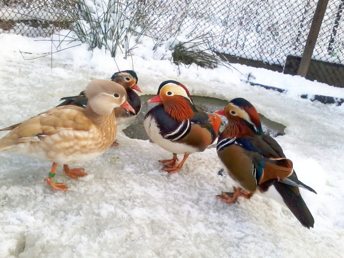 Rate mandarin; 2013-12-06 16.10.55

