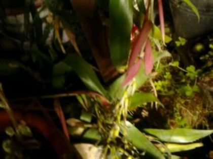 clasica - Billbergia si bromelia