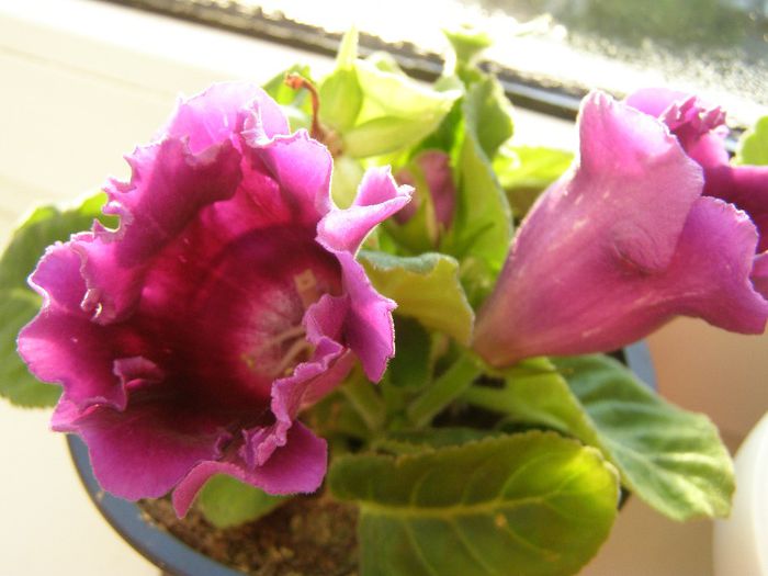 PA260032 - Gloxinia