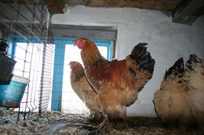 Picture 051 - brahma columbia