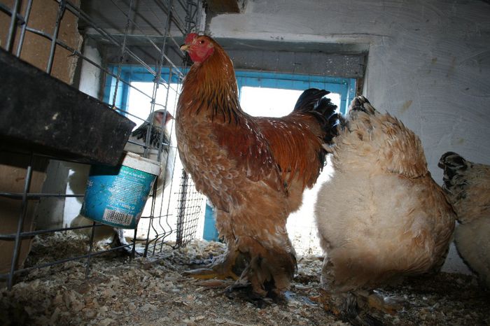 Picture 102 - brahma columbia