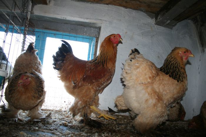 Picture 103 - brahma columbia