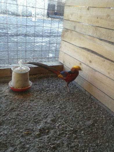 FAZANI  AURIU PE ROSU  2012; IN PRIMUL AN AM AVUT 2 OUA SI AM SCOS UN PUI
