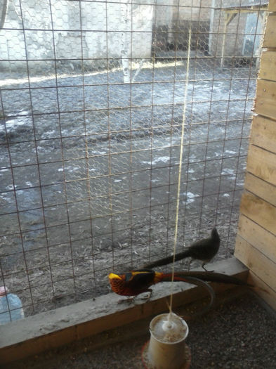 FAZANI  AURIU PE ROSU  2012; IN PRIMUL AN AM AVUT 2 OUA SI AM SCOS UN PUI
