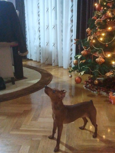 2013-12-24 21.16.49 - pinscher pitic