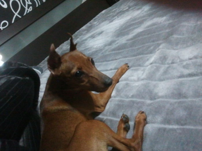 2013-12-24 21.30.16 - pinscher pitic