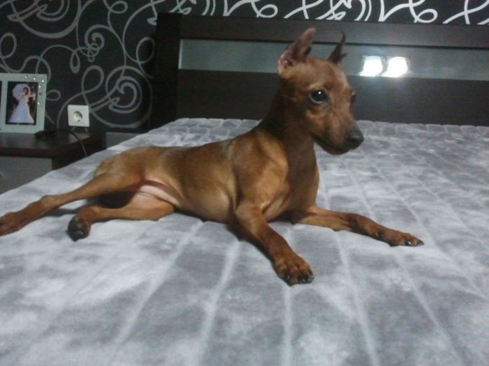 2013-12-24 21.35.40 - pinscher pitic