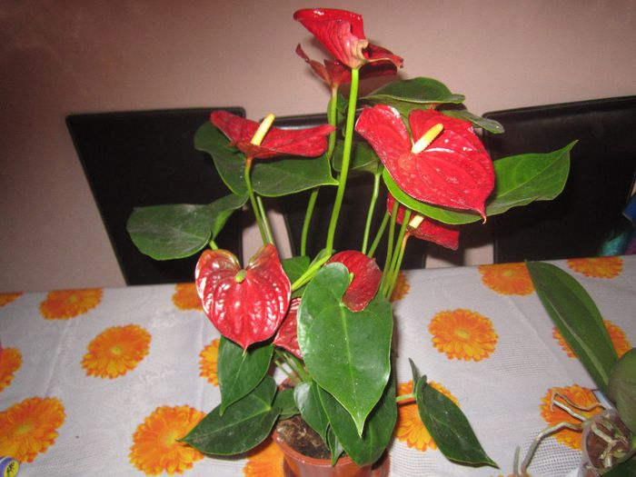 IMG_2353 - floricele