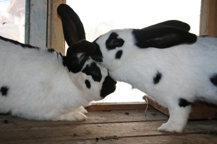 Picture 079 - Urias German Gri