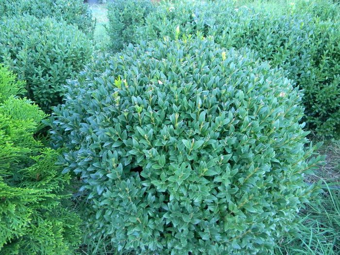 fotooo 049; buxus
