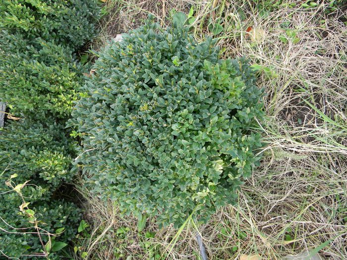 fotooo 284; buxus
