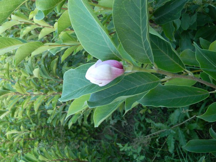 albinute 030; magnolii
