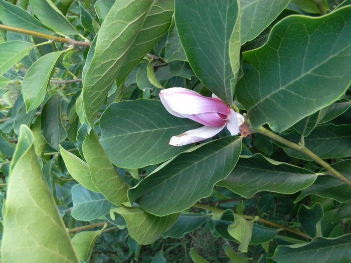 albinute 032; magnolii
