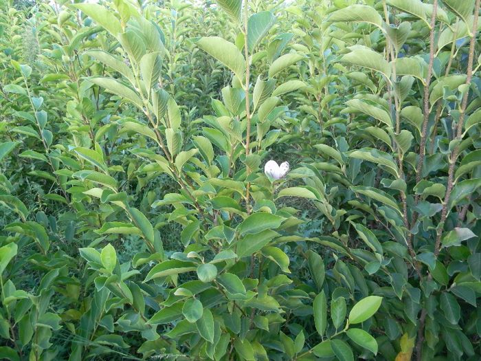 albinute 035; magnolii
