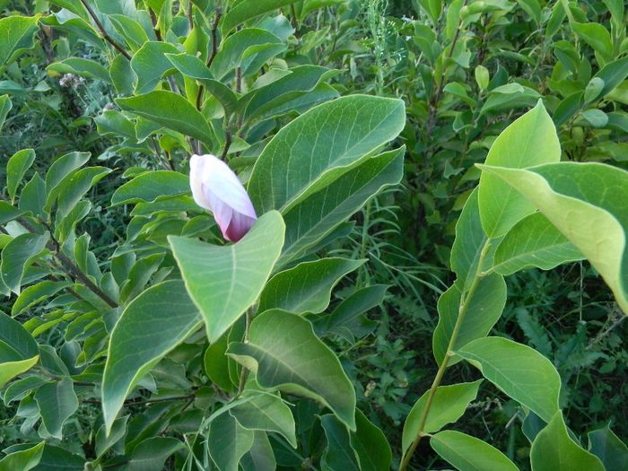 albinute 036; magnolii
