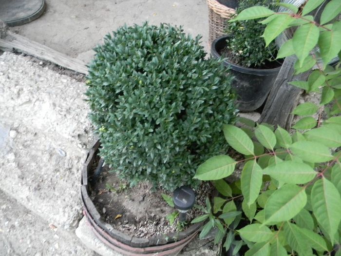 albinute 055; buxus
