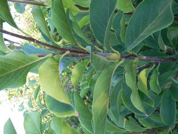 albinute 239; magnolii
