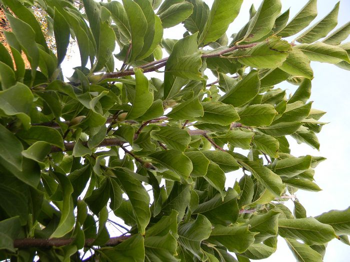 albinute 321; magnolii
