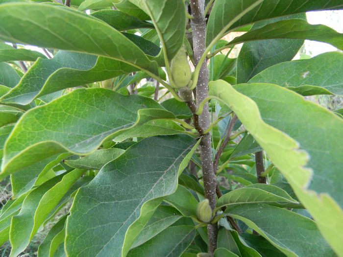 albinute 322; viitoarea  floare  de magnolia
