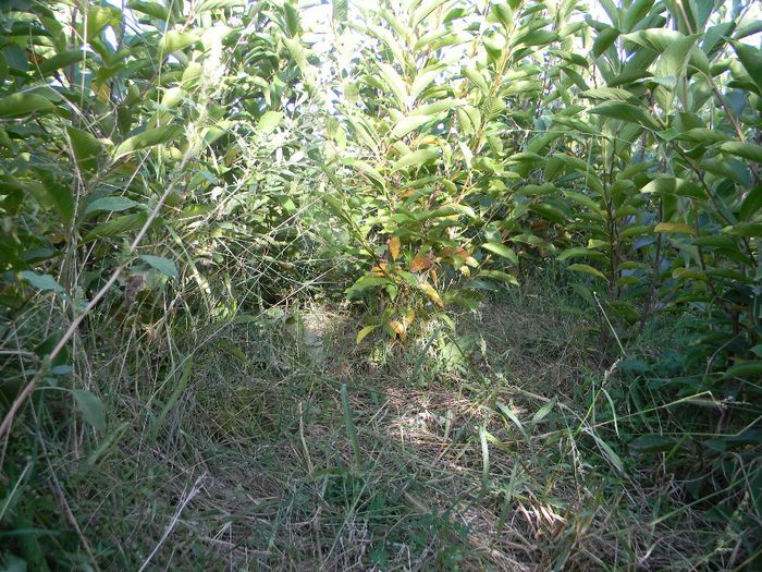 albinute 393; pepiniera
