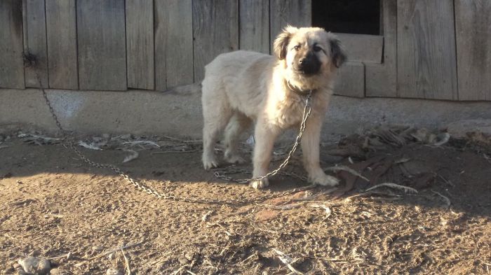 URSU la 5 luni - PAZNICI CREDINCIOSI LA DATORIE