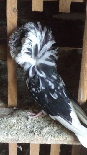 fem.2013 caut un mascul