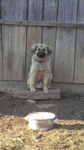 AMINTIRE - PAZNICI CREDINCIOSI LA DATORIE