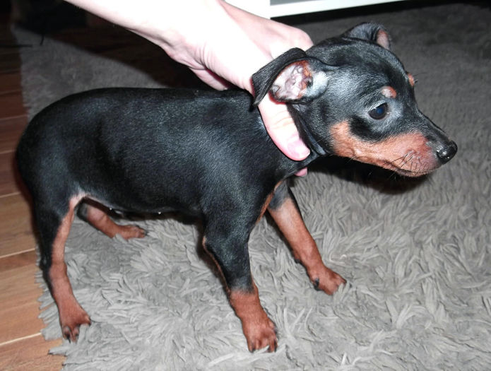  - PINSCHER PITIC de vanzare-VANDUTI