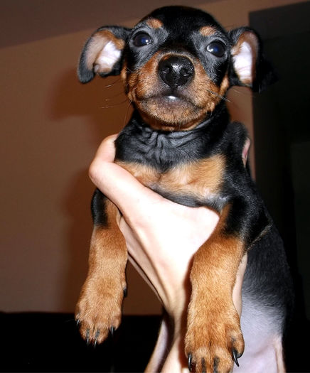  - PINSCHER PITIC de vanzare-VANDUTI