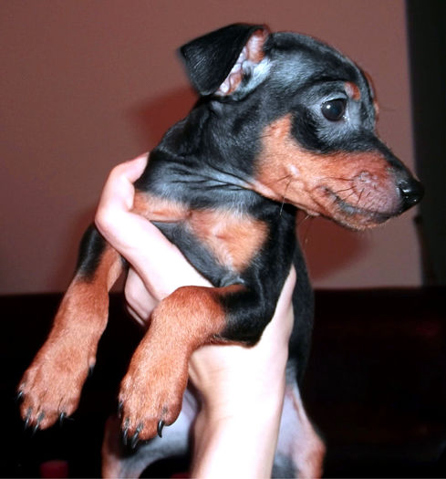  - PINSCHER PITIC de vanzare-VANDUTI