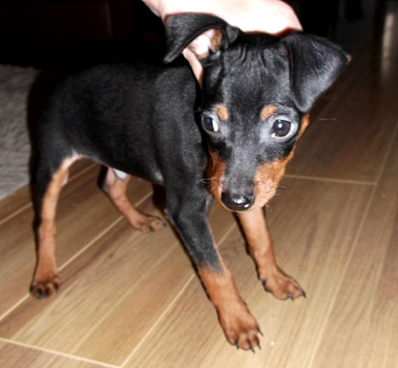  - PINSCHER PITIC de vanzare-VANDUTI