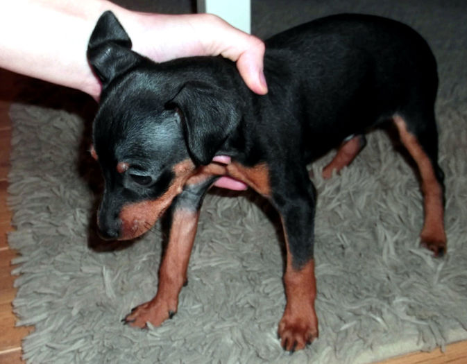  - PINSCHER PITIC de vanzare-VANDUTI