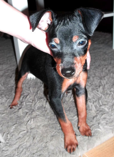  - PINSCHER PITIC de vanzare-VANDUTI